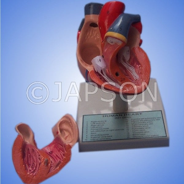 Human Model, Heart Human Model, Heart